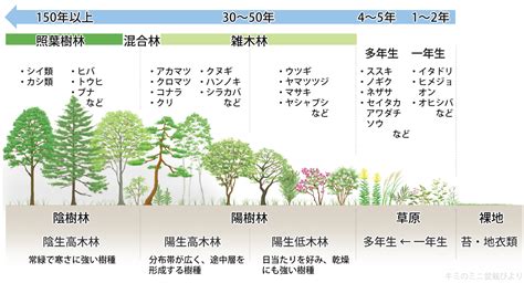 陽樹 陰樹 一覧|雑木林の遊歩道～植生【陽樹・陰樹・落葉樹・常緑樹・広葉樹・。